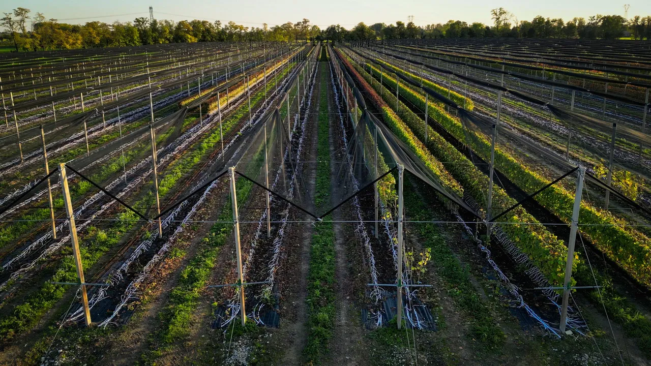 Irrigazione di un campo coltivato