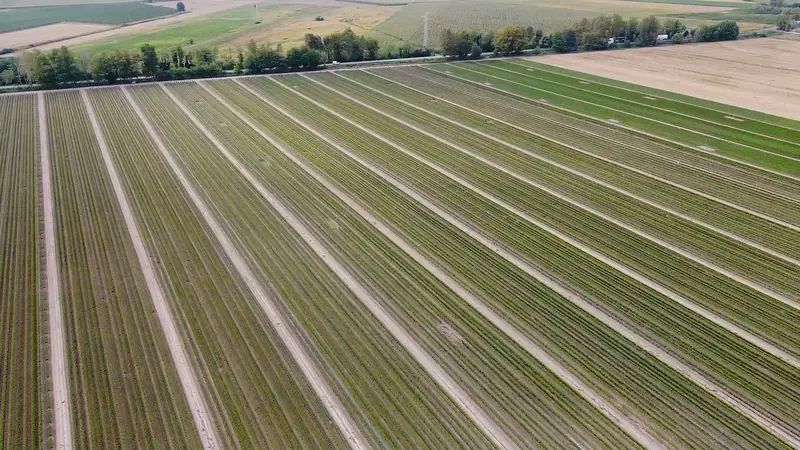 Panoramica dei campi irrigati